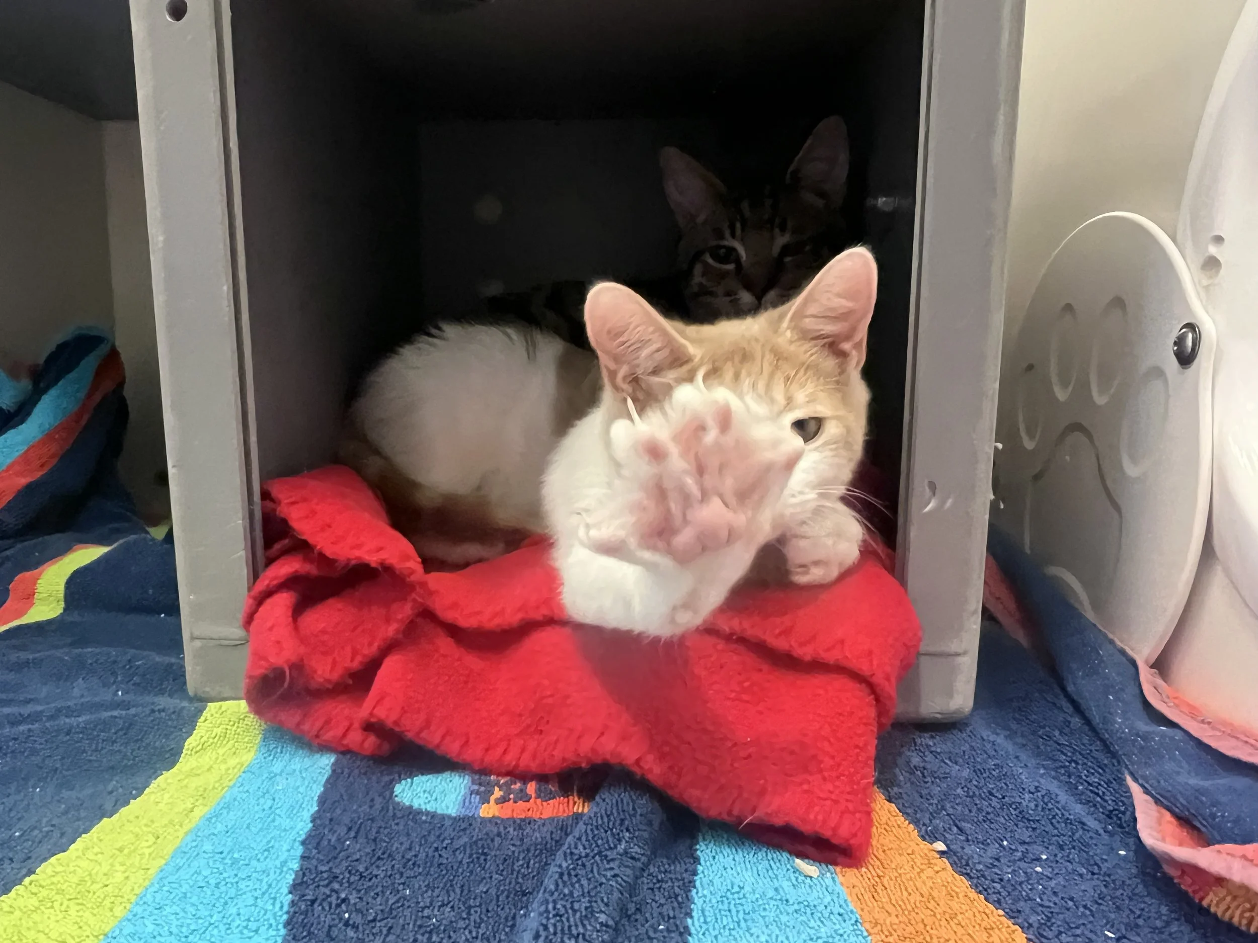 Image - 2025-12-27T145631.144.jfif