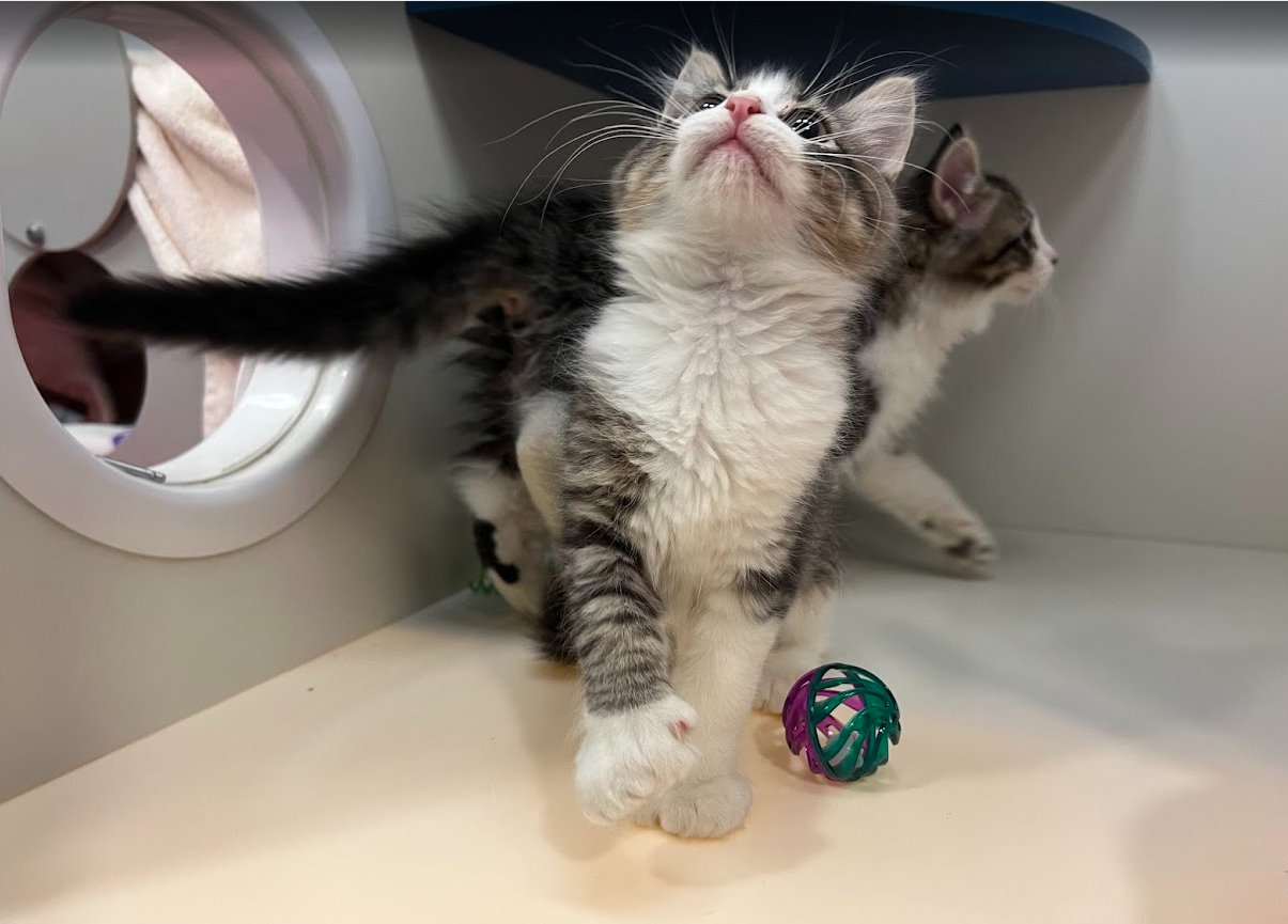 Screenshot 2026-01-09 151705.png