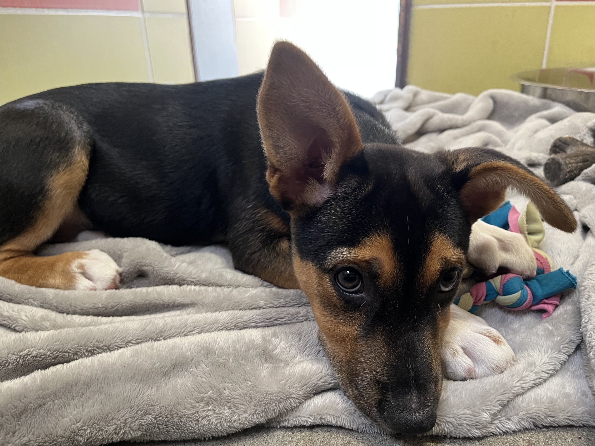 Buttercup - Adopted 5/3