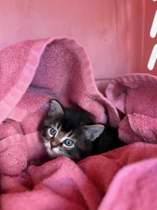 Screenshot 2026-03-23 104533.png