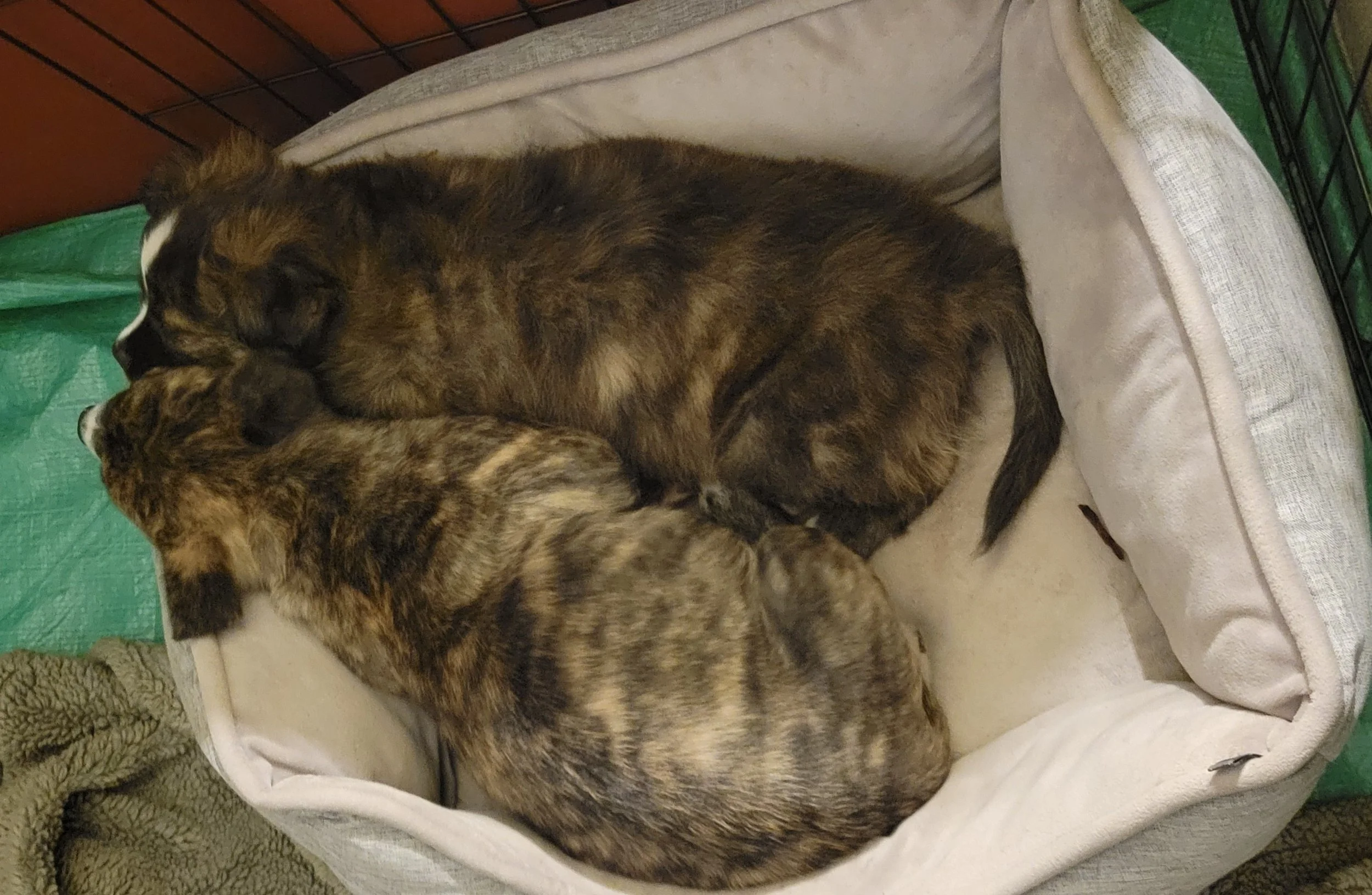 puppies sleeping.jpg