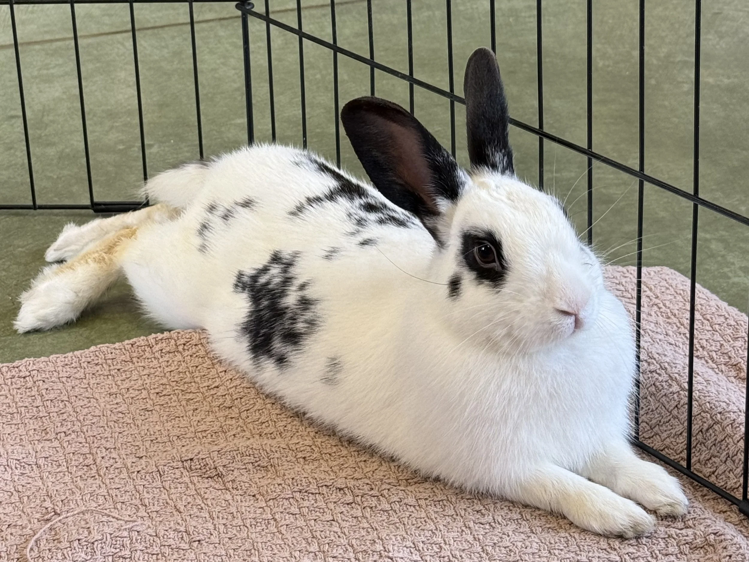 Hercules - Adopted 1/24