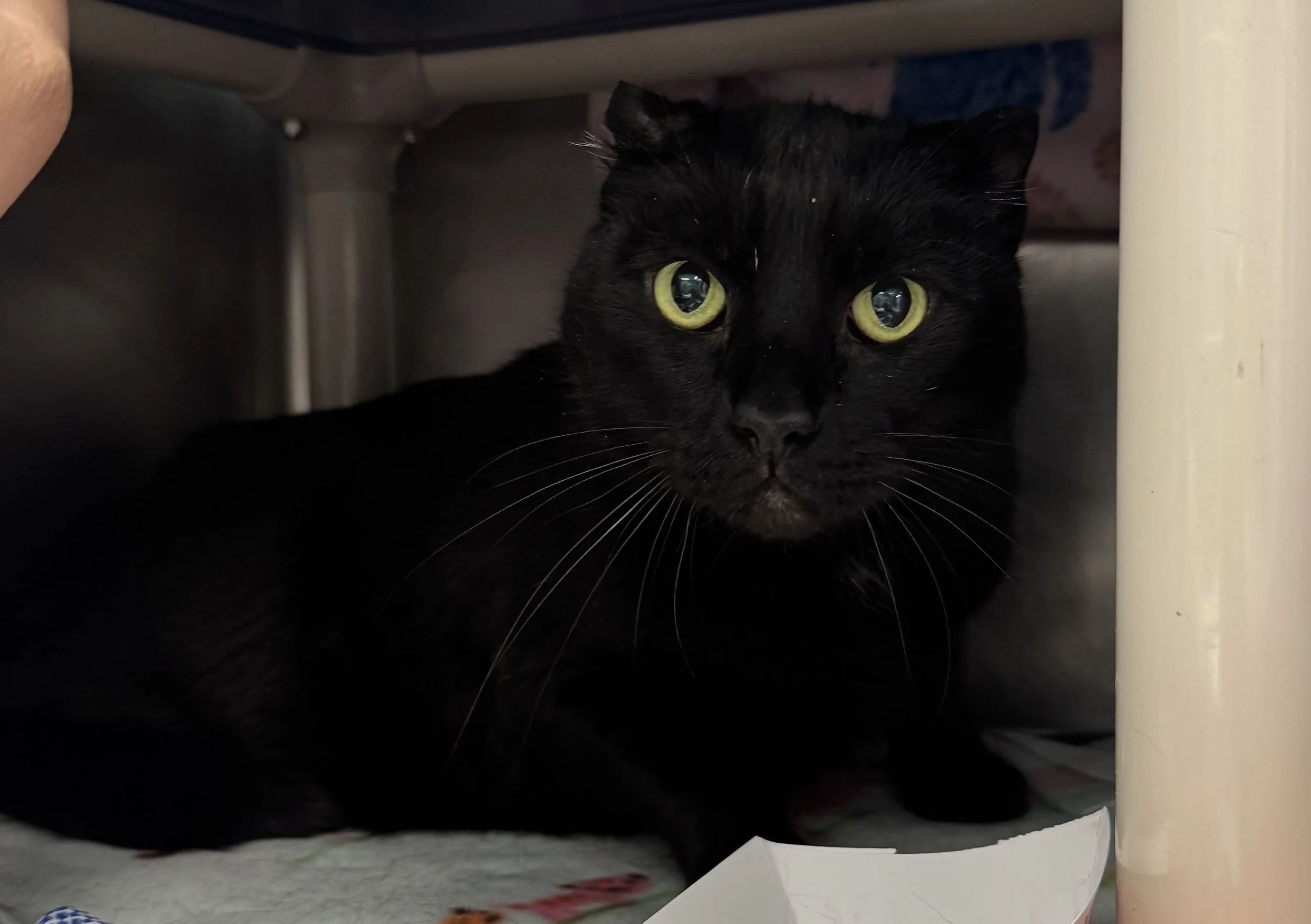 bagheera1.jpeg
