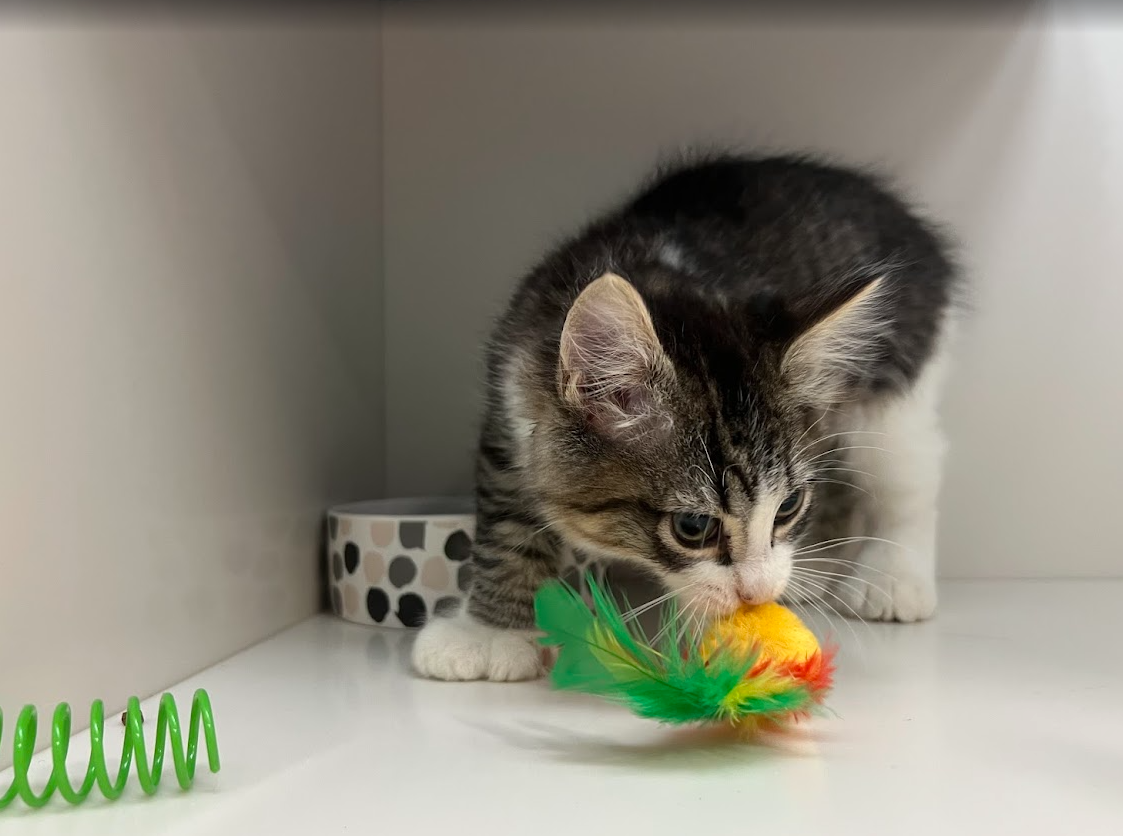 Screenshot 2026-01-09 151631.png