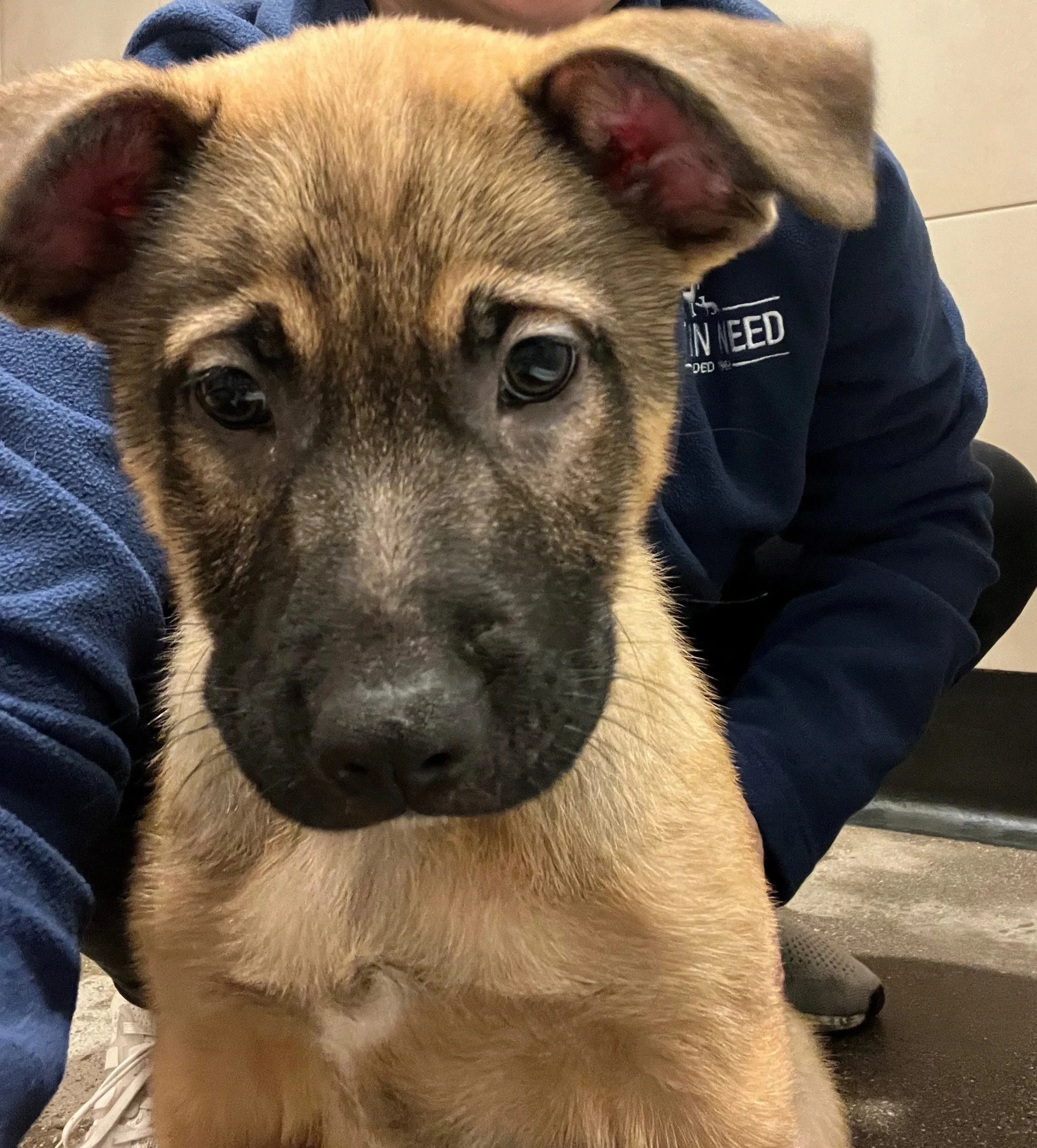 Hershey - Adopted 1/31