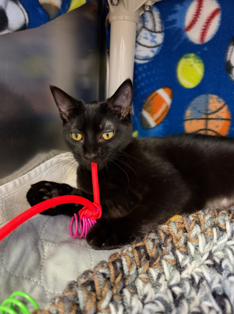 Screenshot 2026-03-02 152455.png