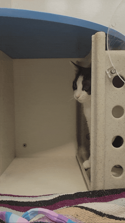 GIF_20250828_134920_726.gif