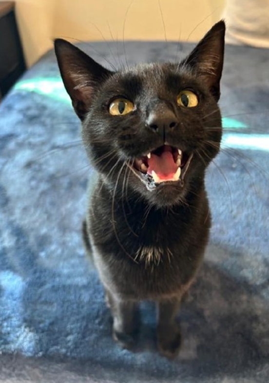 Screenshot 2026-03-13 100732.png