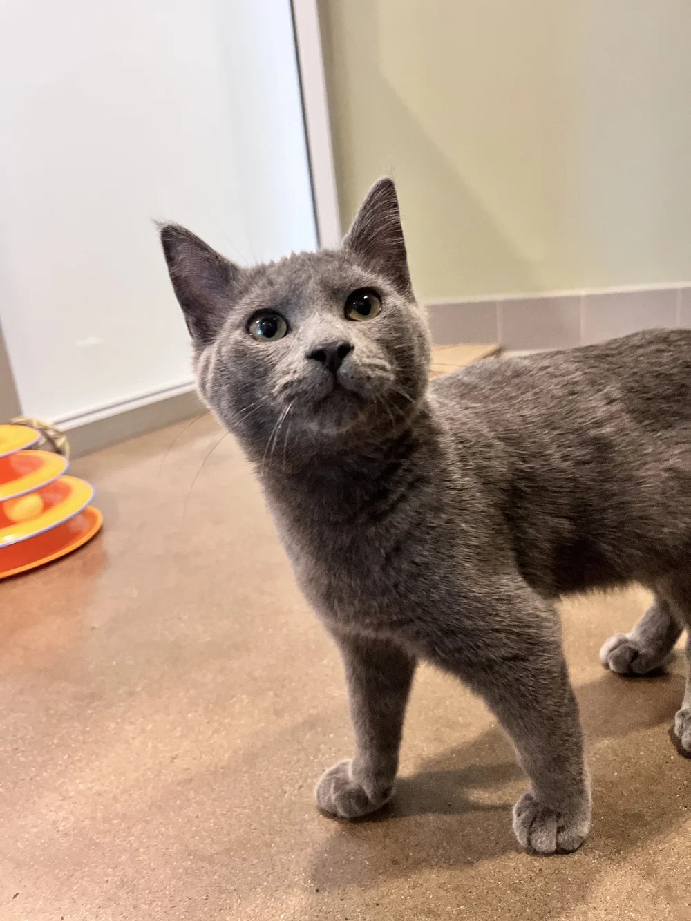 Larry- Adopted 12/26 — Pets In Need