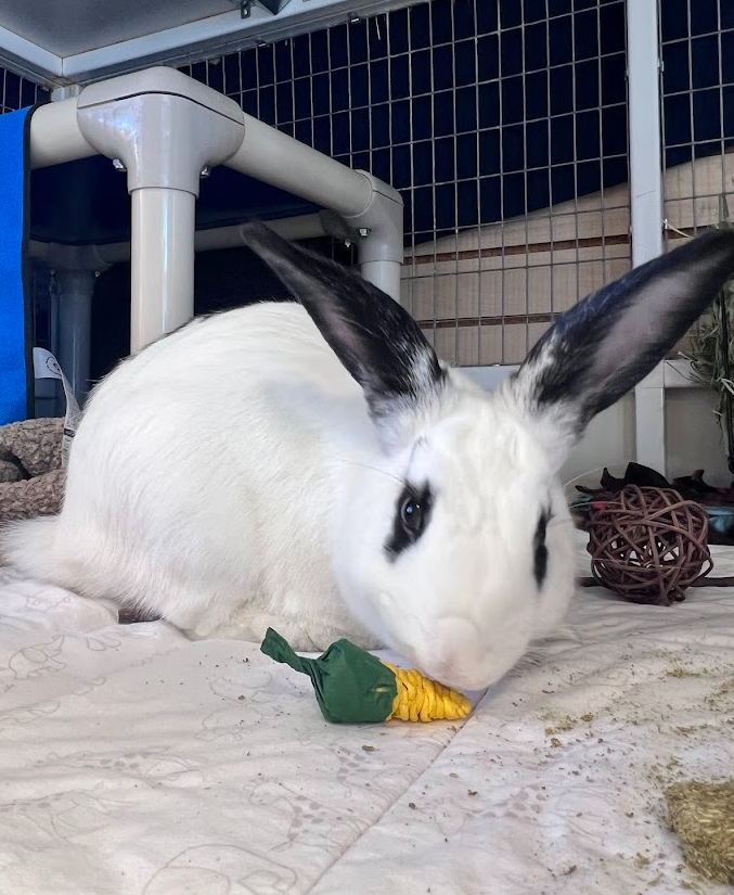 Screenshot 2026-03-06 171614.png