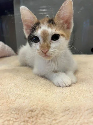 sugar 2.jpg