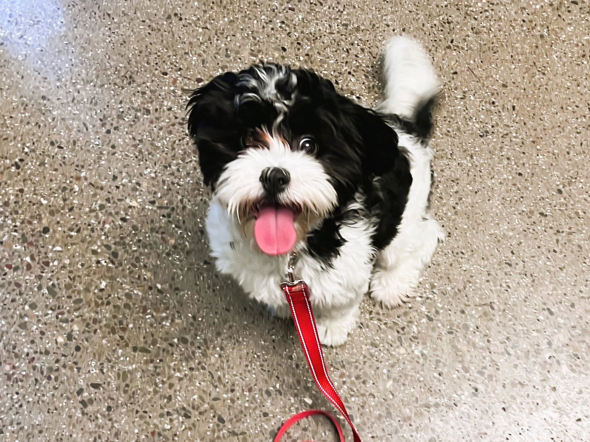 Max - Adopted 11/29/25