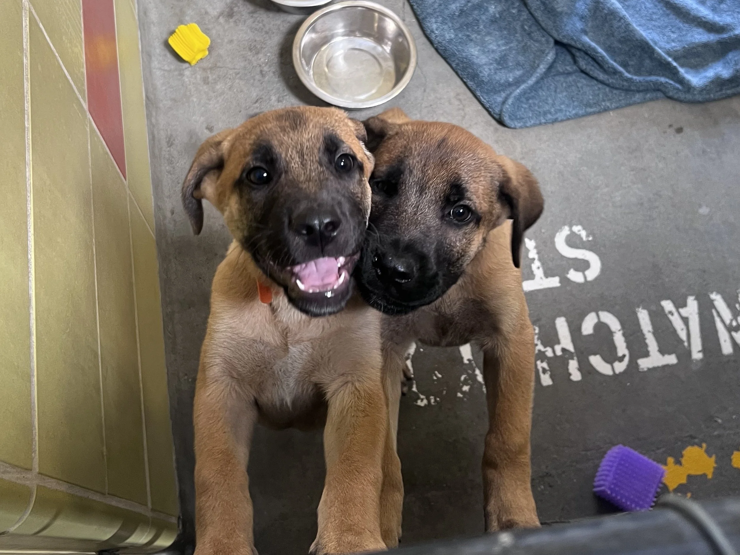 1&2PUPPY.jpg