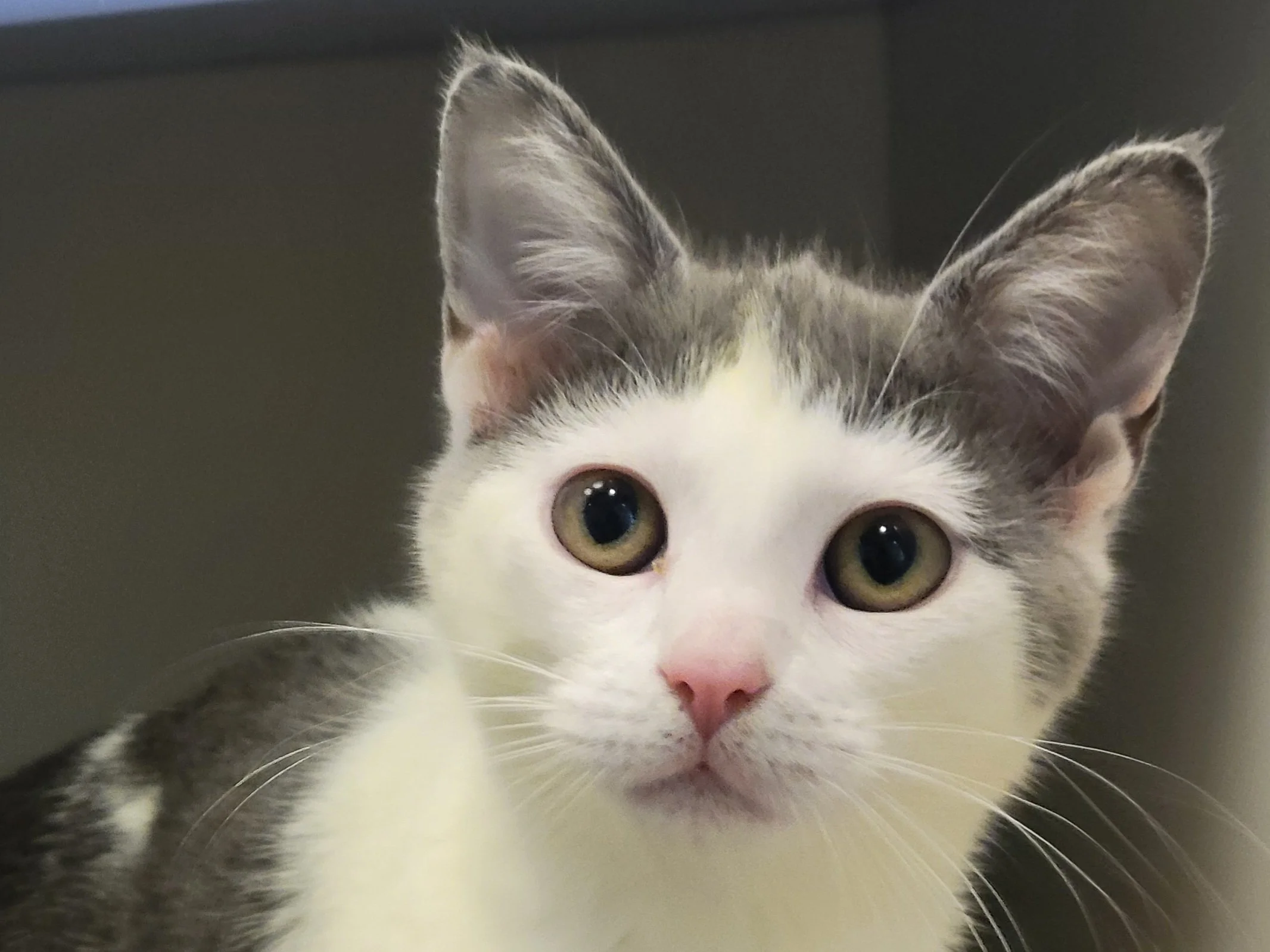 Ariel -  Adopted 1/10