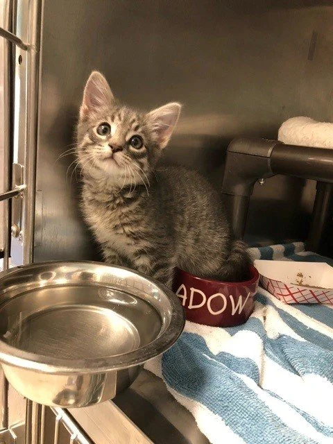 Phantom - Adopted 11/26/25