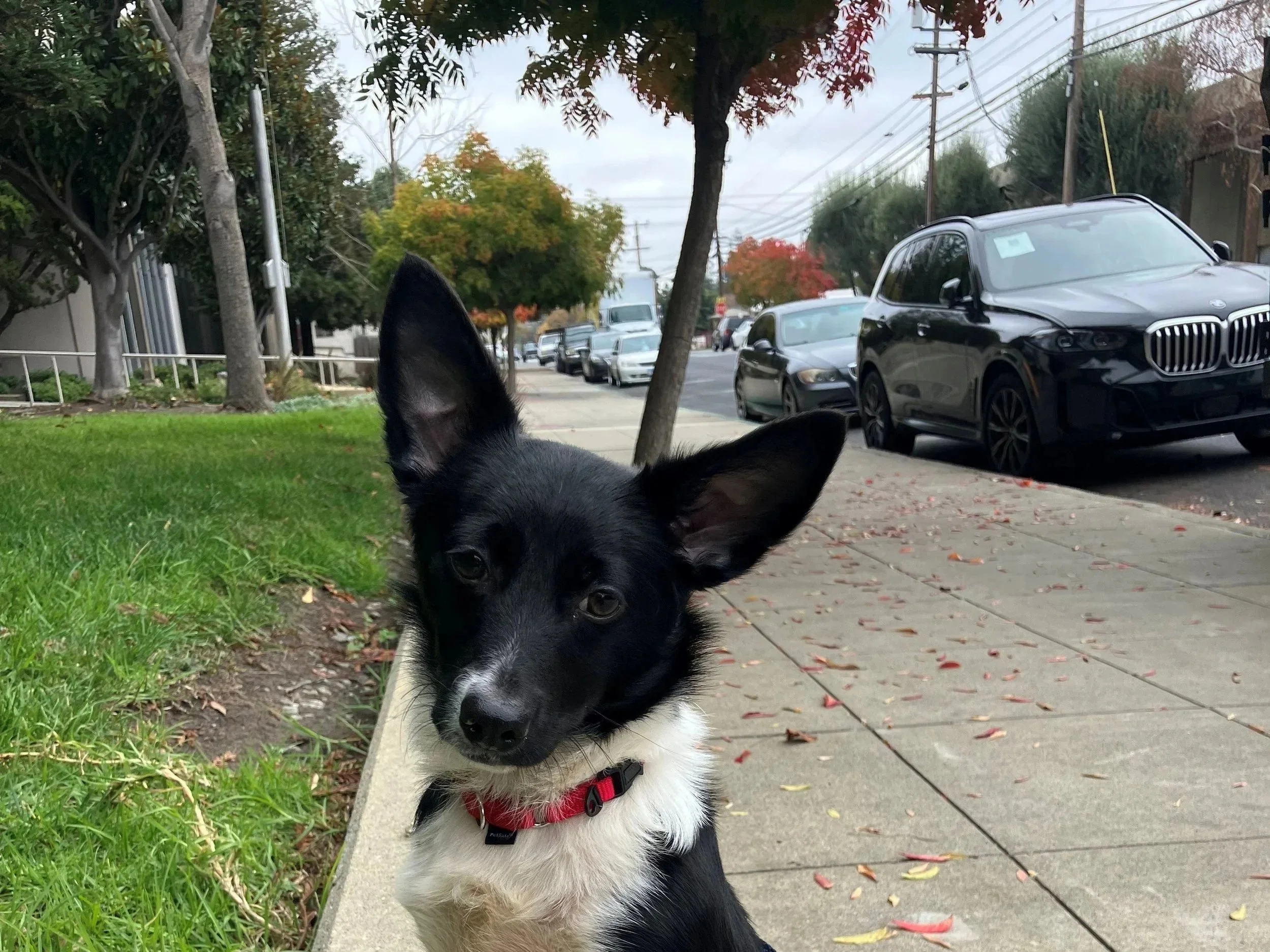 Rocket - Adopted 12/4