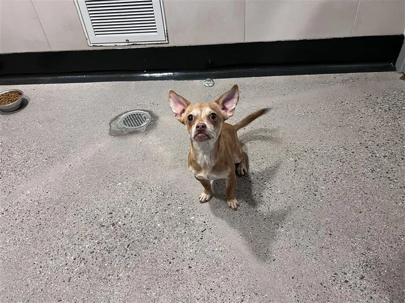 Image - 2025-12-27T152223.518.jfif