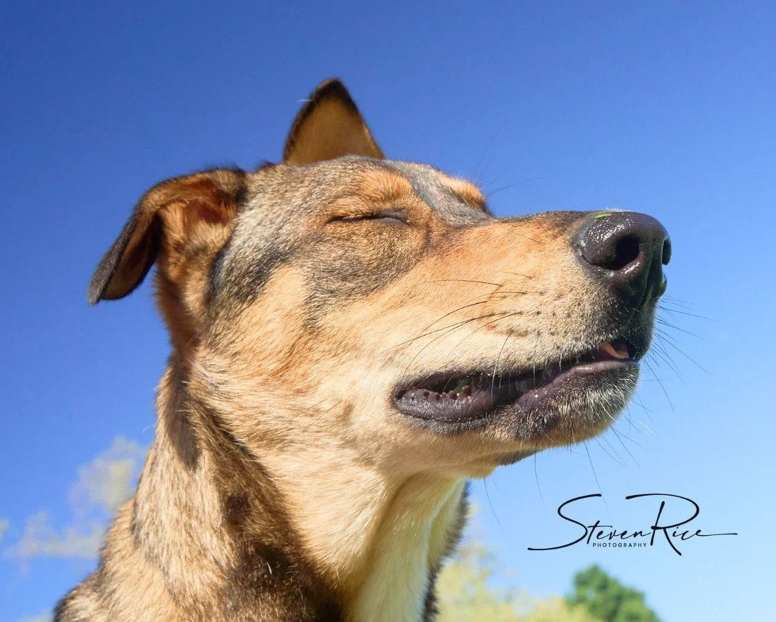 nala4.jpg