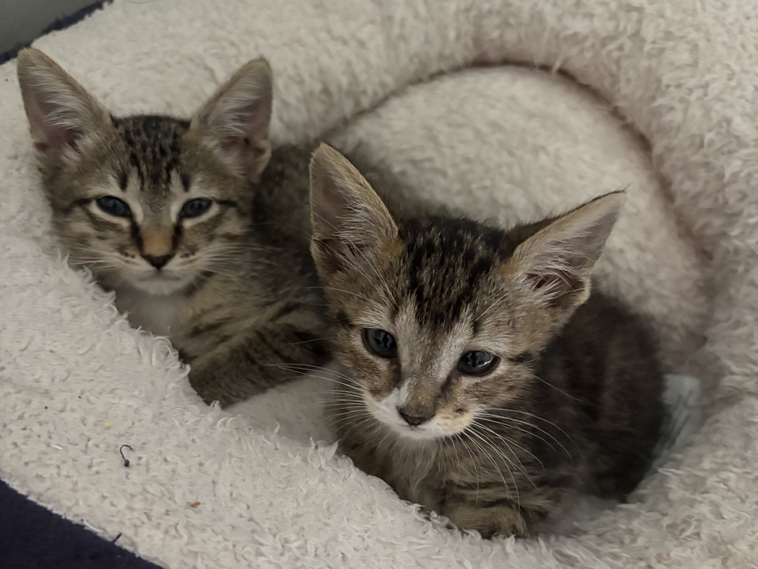 bothtabbies.jpeg
