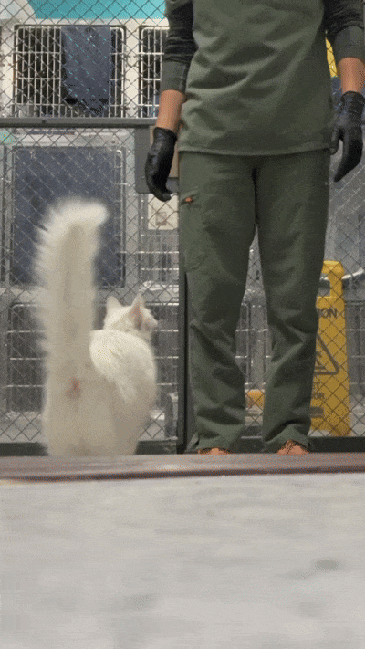 a2 (3).gif