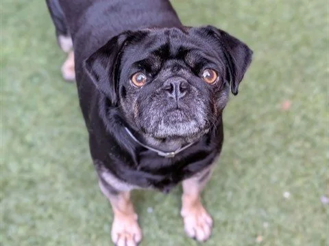 Trudy (Adoption 11/29/2025)