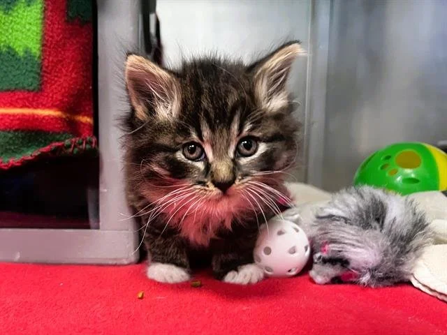 Lewis-Adopted 11/24/25