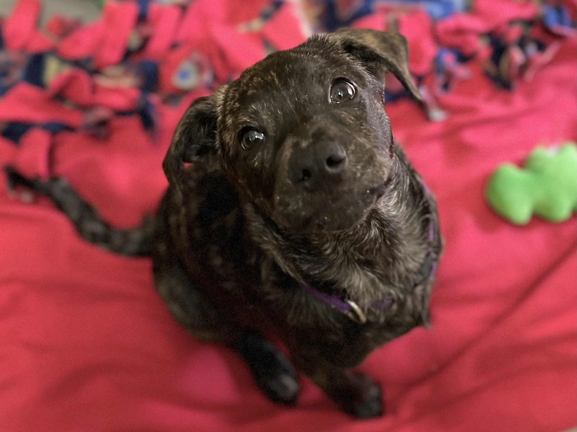 Dante-Adopted 12/1/25