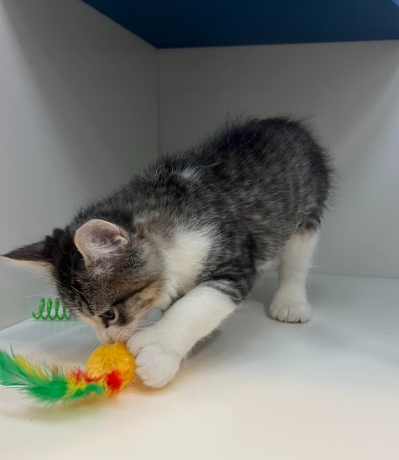 Screenshot 2026-01-09 151521.png