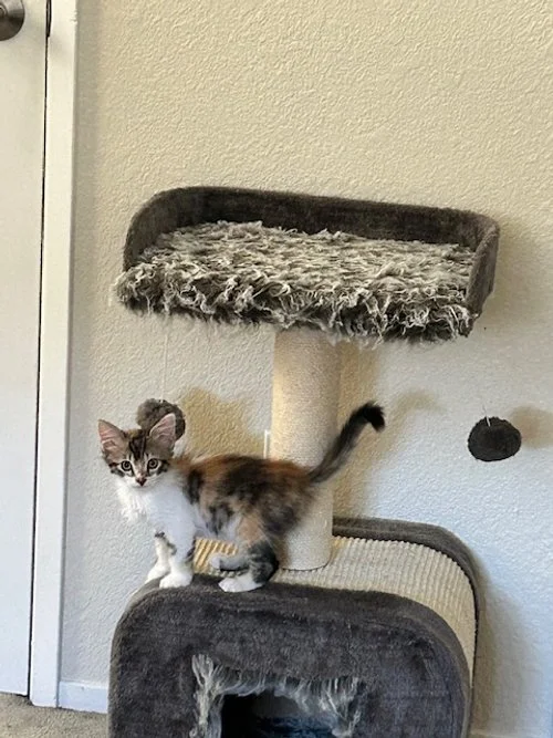 Chloe 1.jpeg