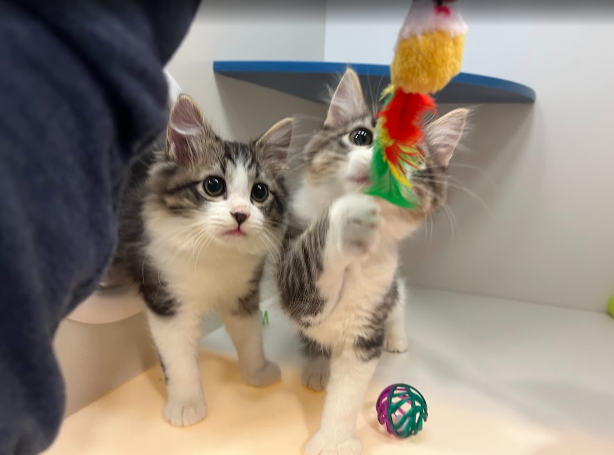 Screenshot 2026-01-09 150949.png