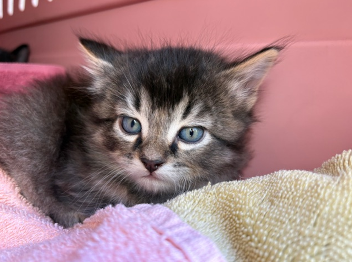 Screenshot 2026-03-23 104526.png