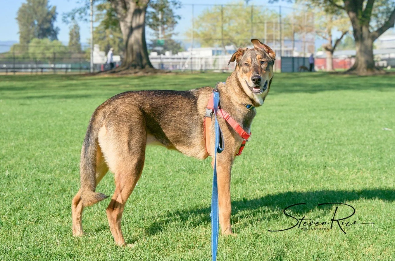 nala3.jpg