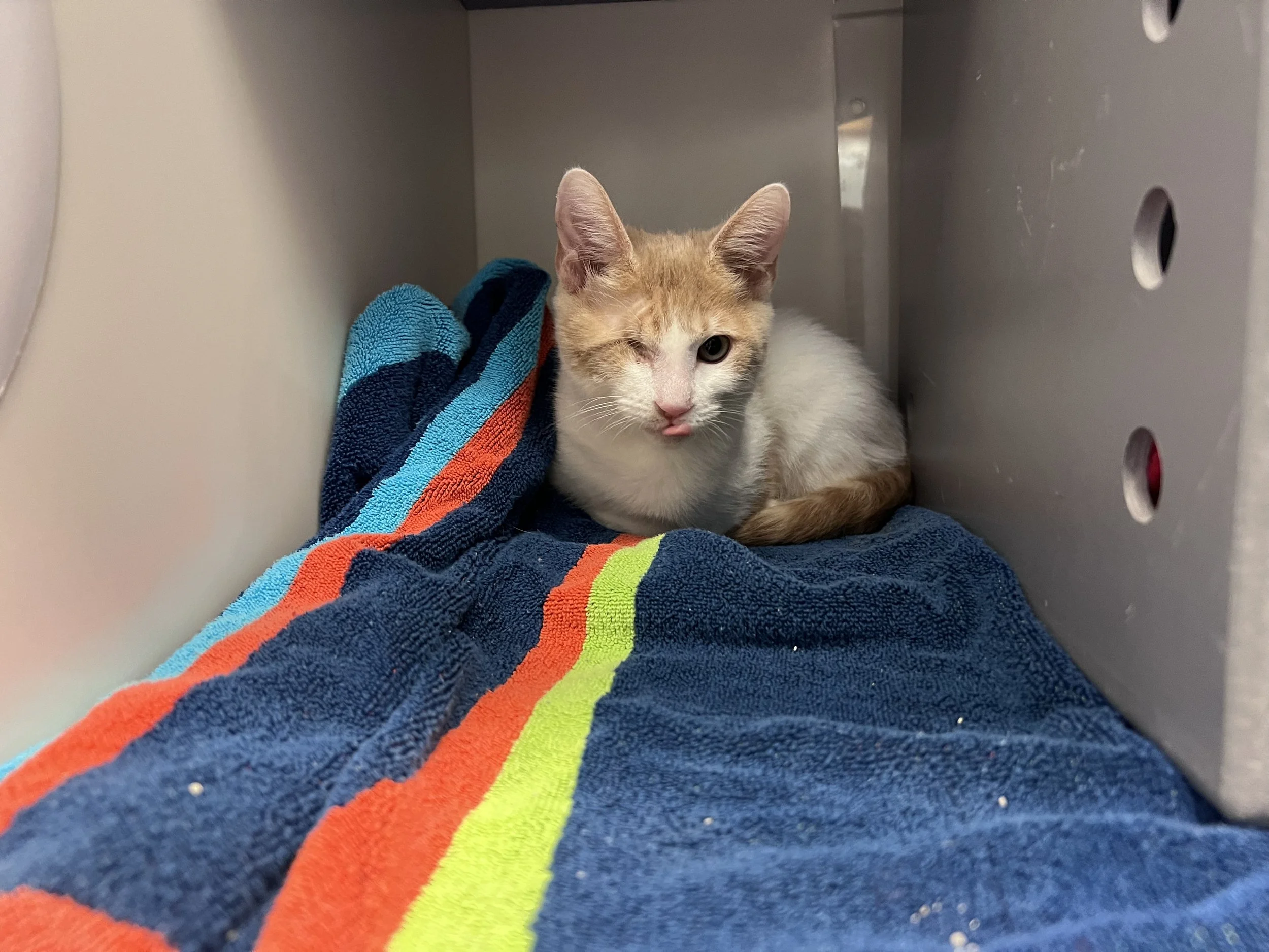 Image - 2025-12-27T145710.569.jfif