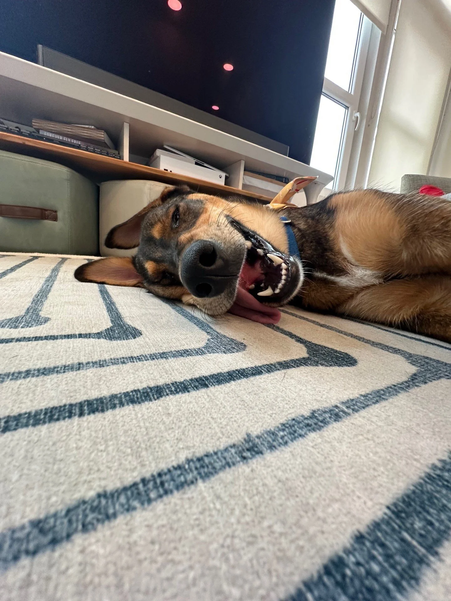 nala.jfif