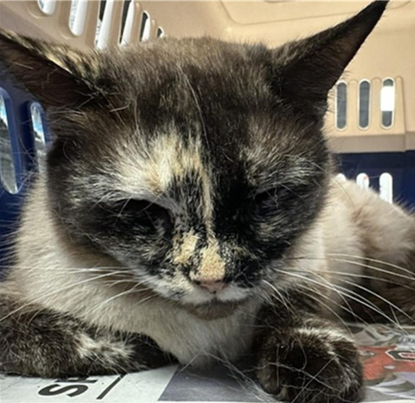 Screenshot 2026-03-13 113959.png