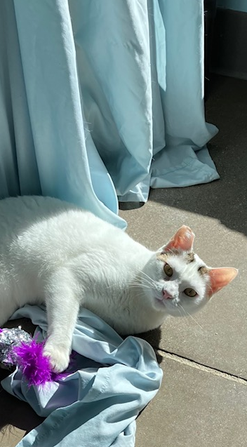 Screenshot 2026-03-05 134642.png