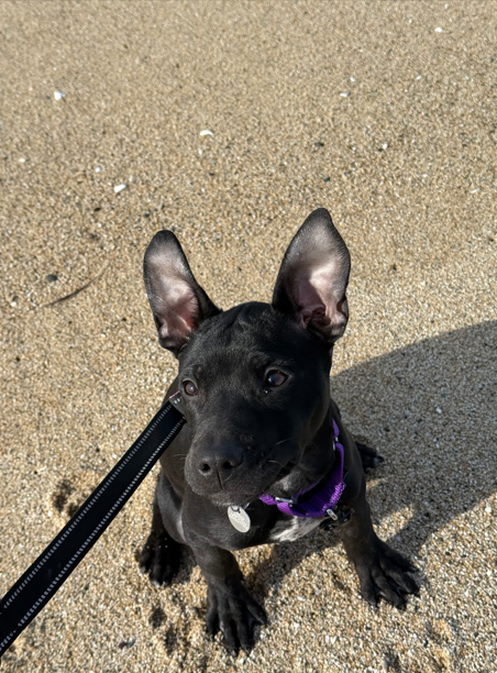 Screenshot 2026-01-17 170814.png