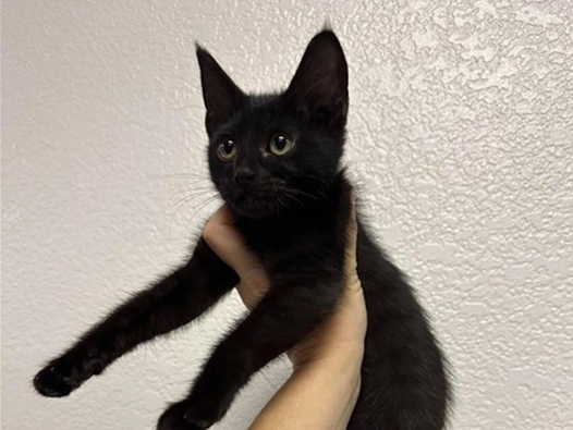 Screenshot 2026-04-02 144145.png