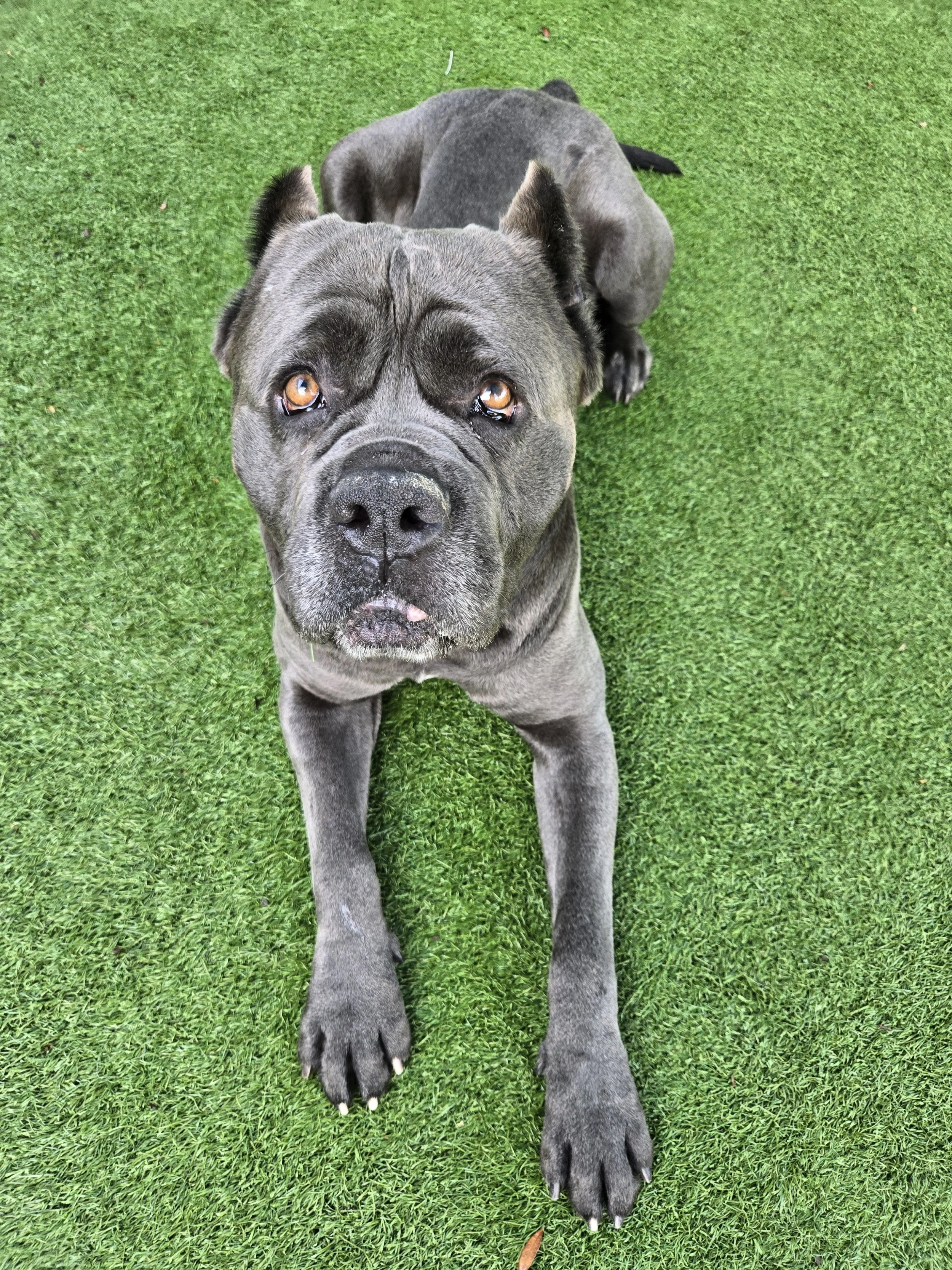 Mojo Jojo - Adopted 2/21