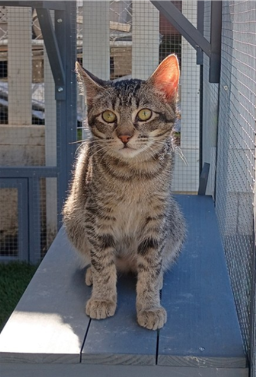 Tatum - Adopted 1/25