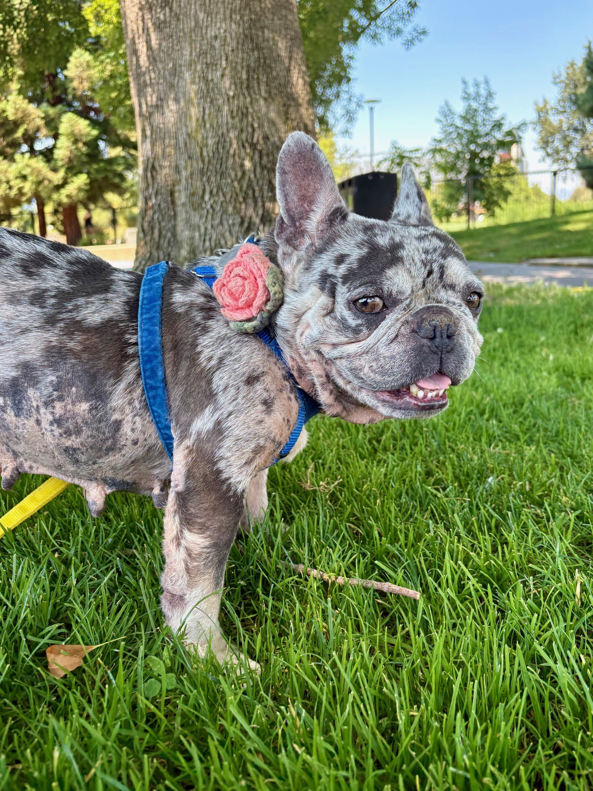 gigi.jpg