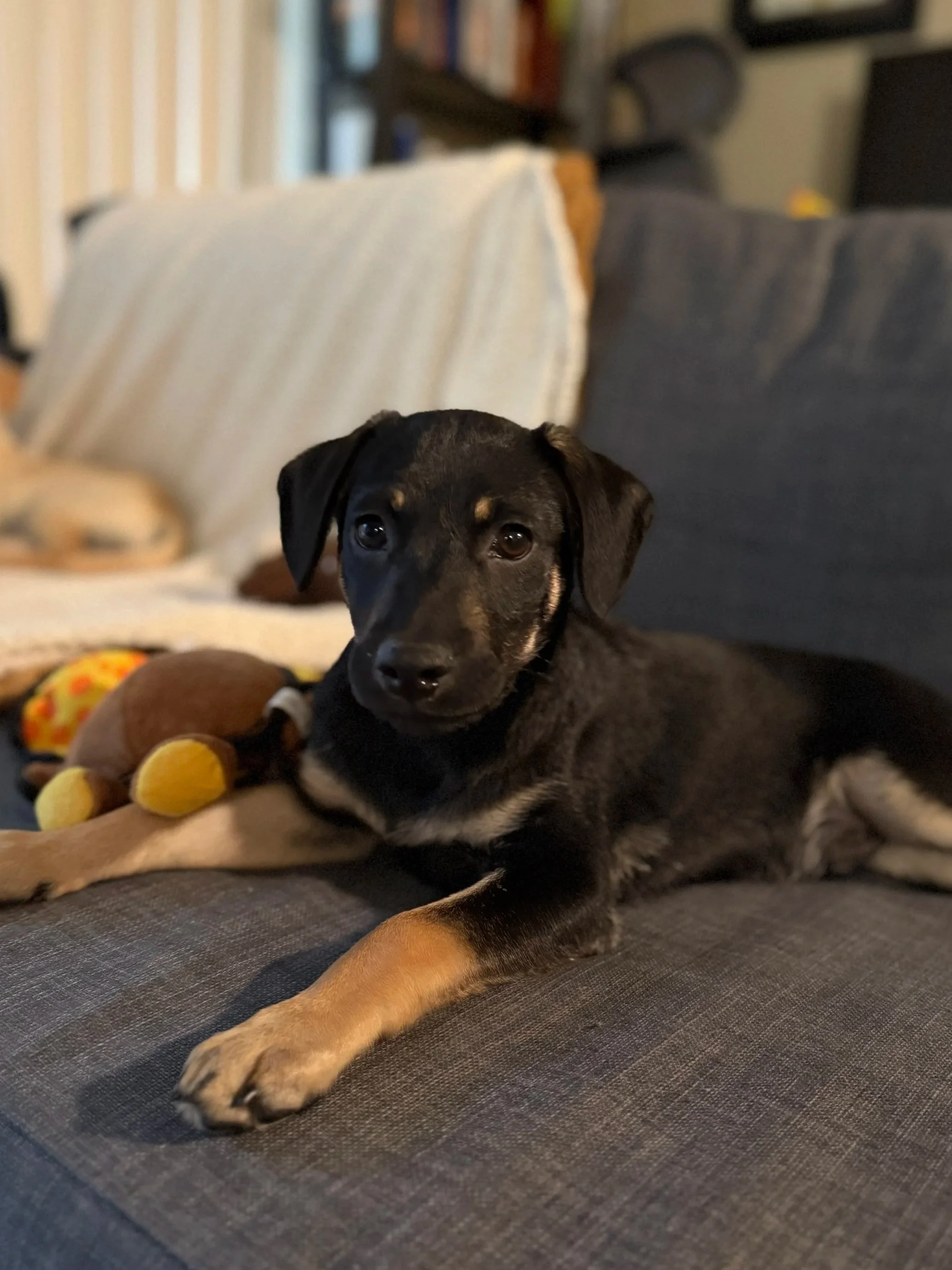 Ernesto (Adopted 11/28/2025)