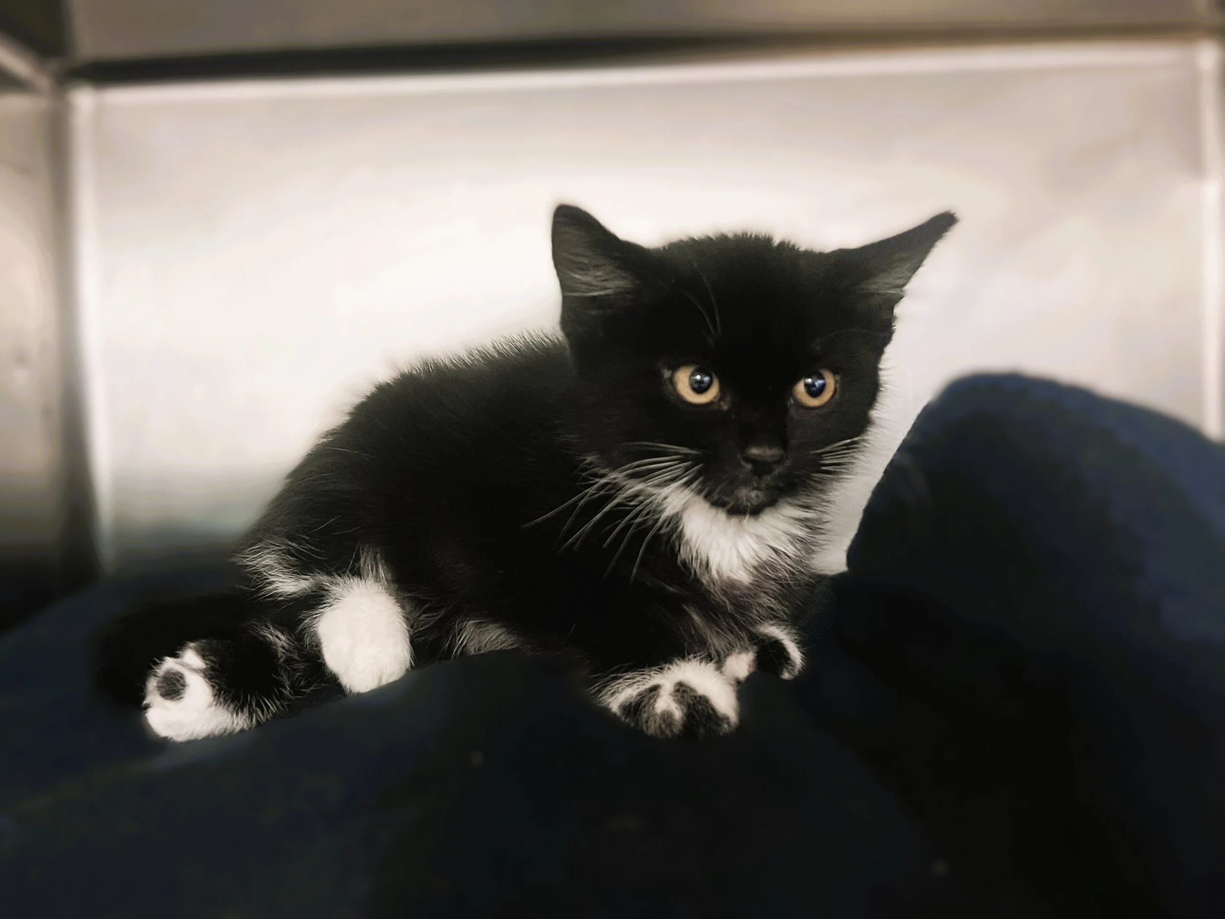 Jiji3.jpg