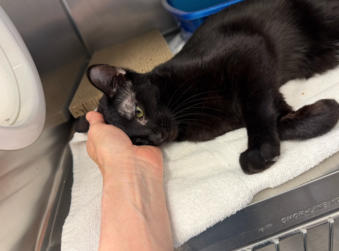 Screenshot 2026-03-02 181213.png