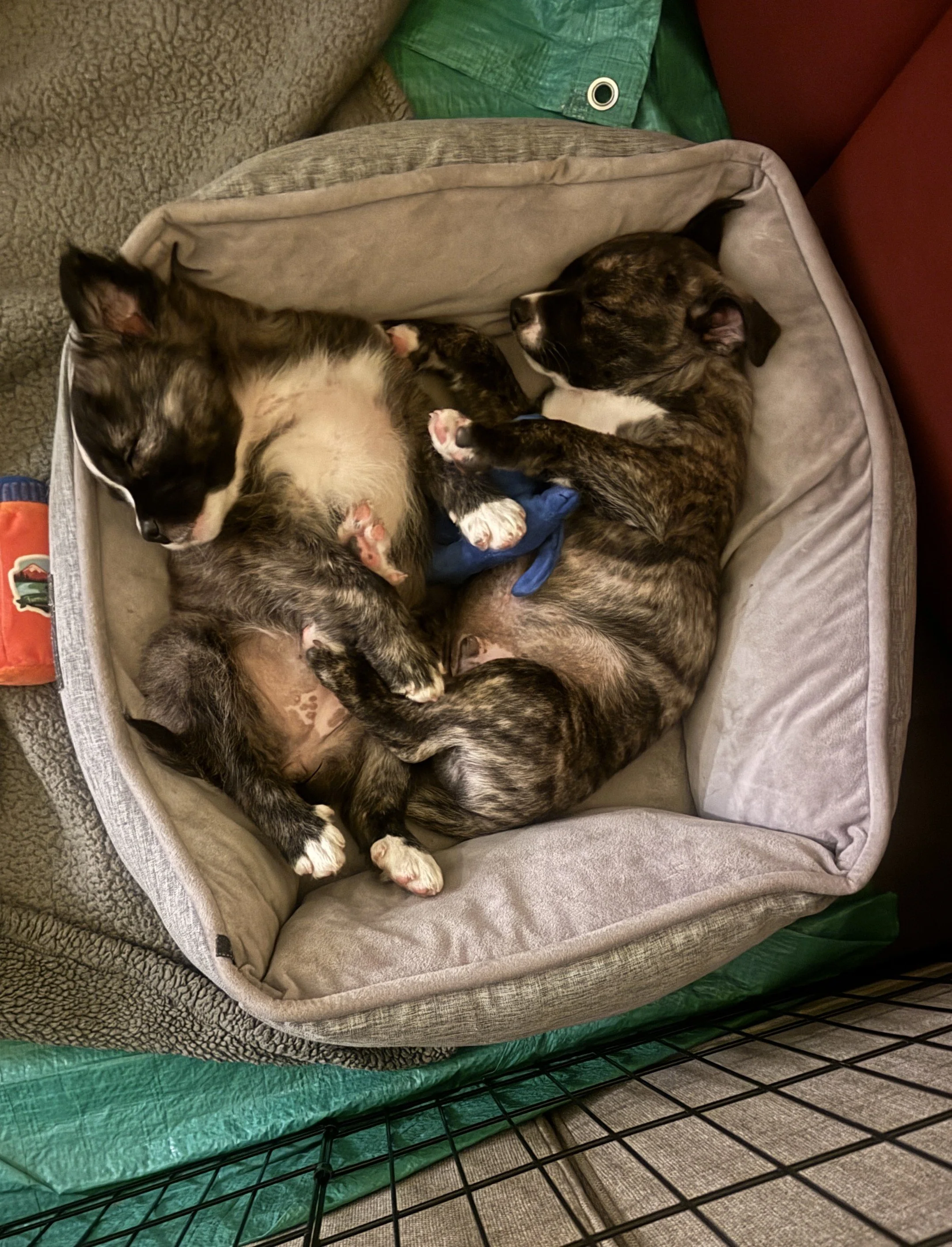 Chevy-Wooly asleep.JPG