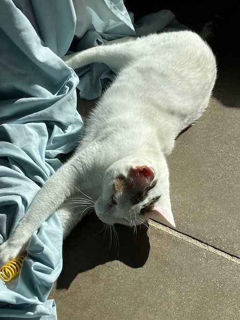 Screenshot 2026-03-05 134607.png