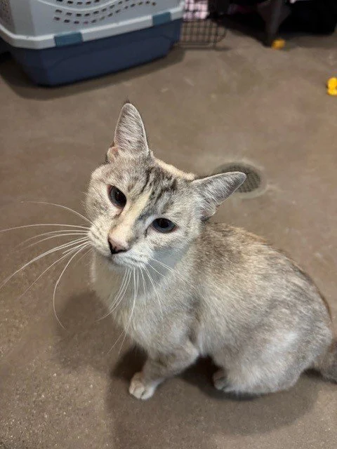 delilah 1.jpg