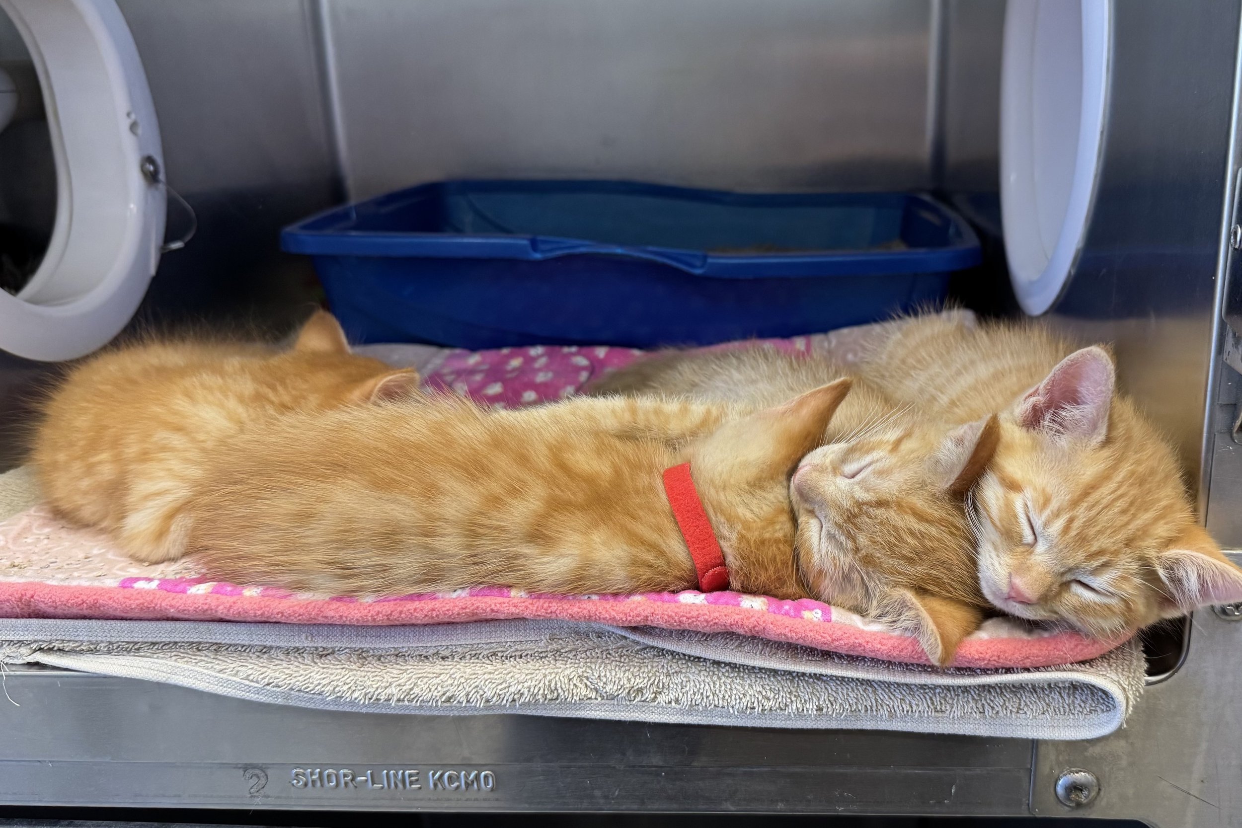orangekittiescuddlepuddle.jpeg