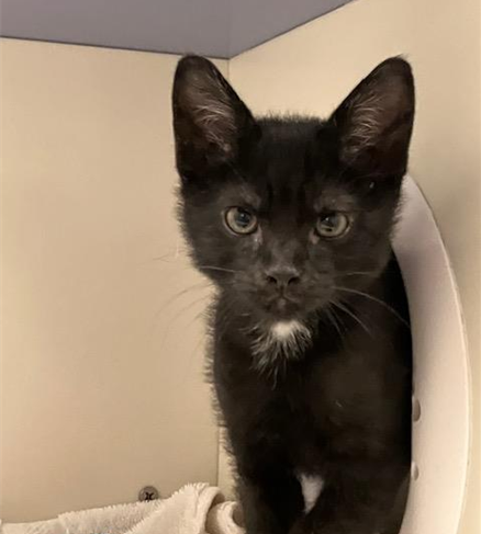 Kiki