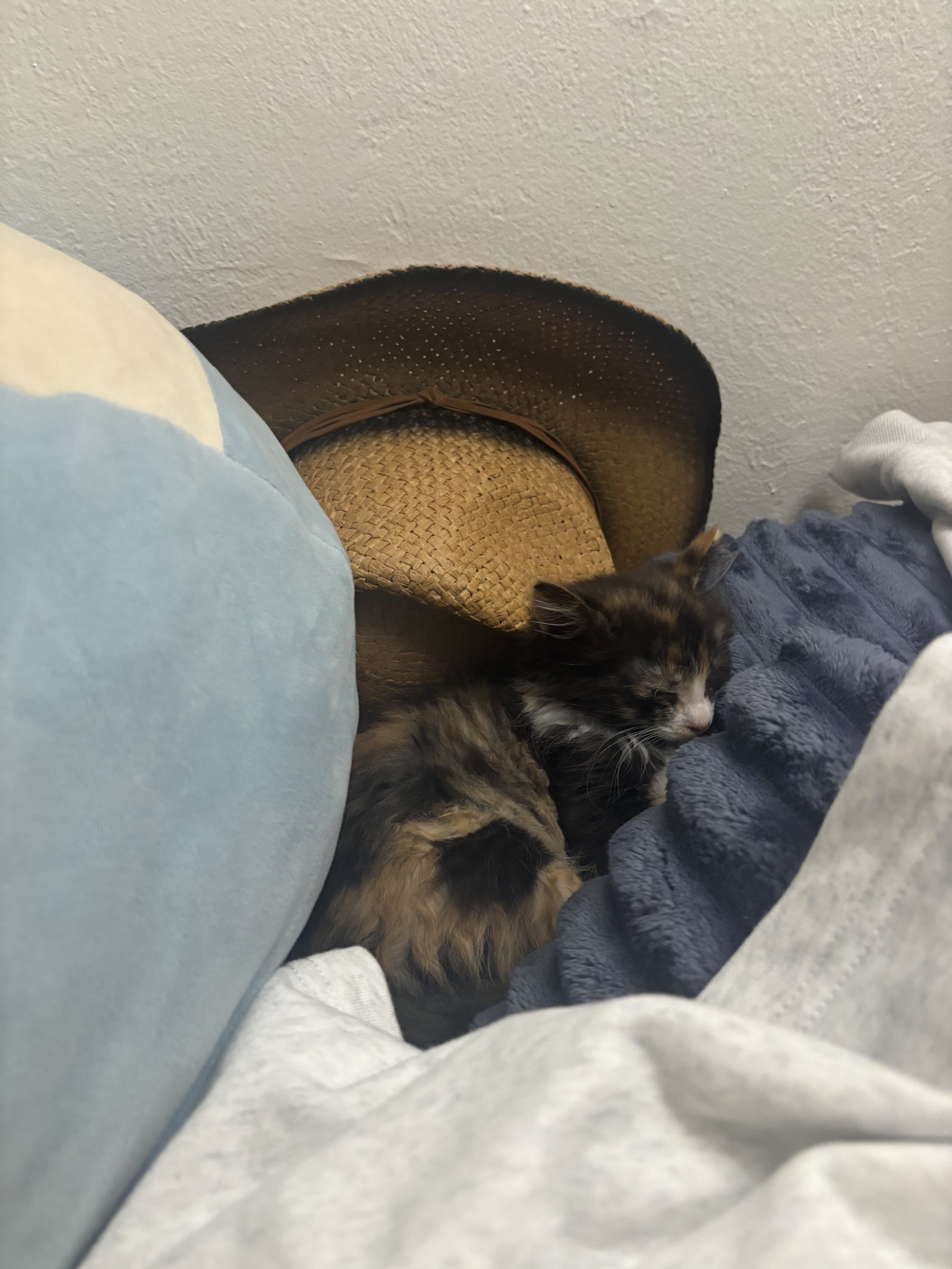 IMG_3454.jpeg